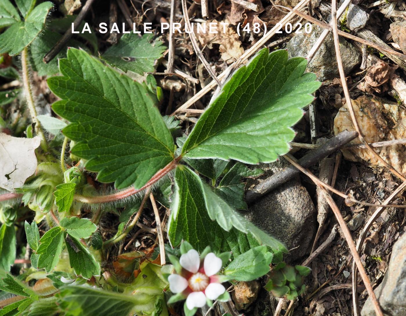 Strawberry, Barren leaf